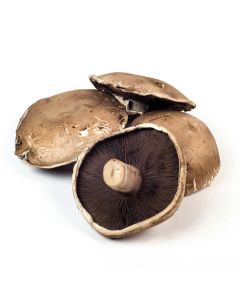 Mushroom Portobello  