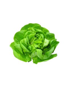 LETTUCE BUTTERHEAD