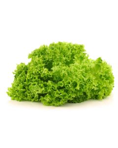 LETTUCE LOLLO ROSSO GREEN
