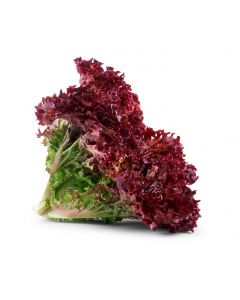 LETTUCE LOLLO ROSSO RED