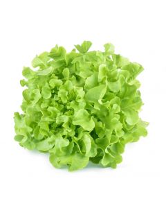 LETTUCE OAK LEAF GREEN