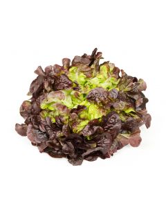 LETTUCE OAKLEAF RED