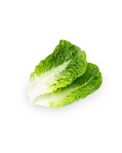 LETTUCE ROMANIA BABY