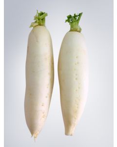 Radish White  